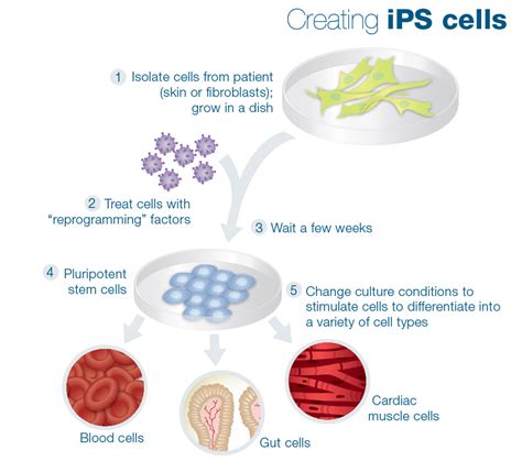 Ipscs Ipsc21 Induced Pluripotent Stem Cells