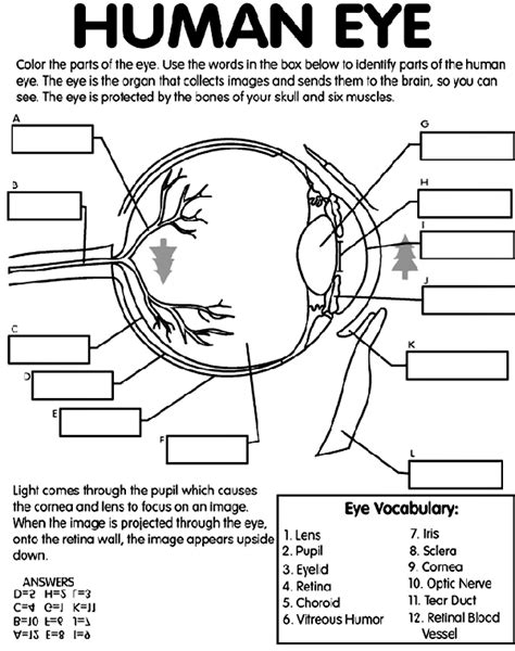 Les 25 Meilleures Idées De La Catégorie Diagram Of The Eye Sur