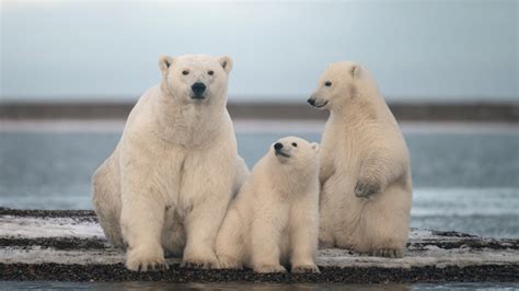 How Tech Is Tracking Polar Bear Populations