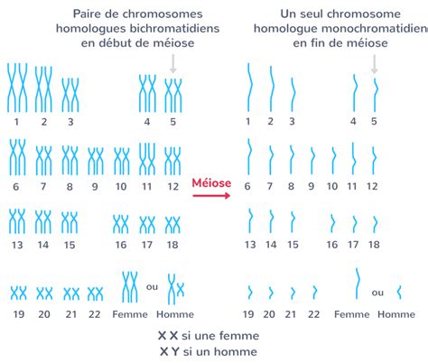 Les Divisions Cellulaires 1ère Cours Svt Kartable