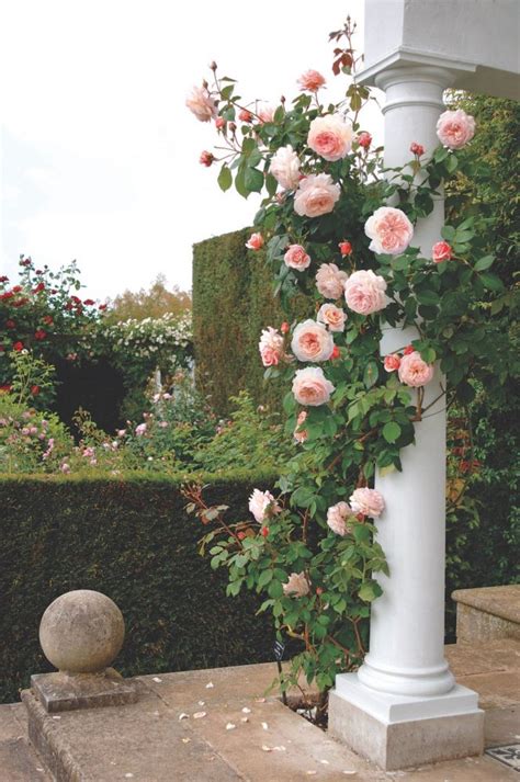 David Austin Roses Rooted In Tradition Flower Magazine