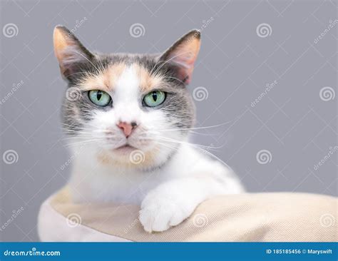 A Dilute Calico Domestic Shorthair Cat Relaxing In A Cat Bed Stock