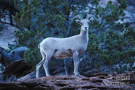 Mountain Goat At Zion National Park Photograph By Megan Stevens