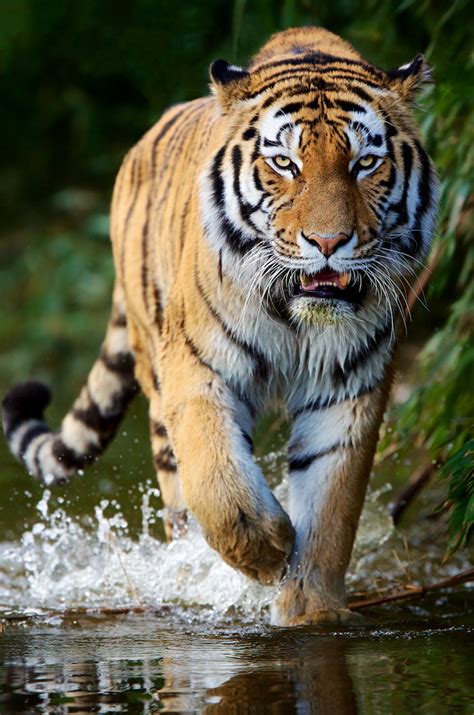 Siberian Tiger Tigers Seem To Love Water And Arent