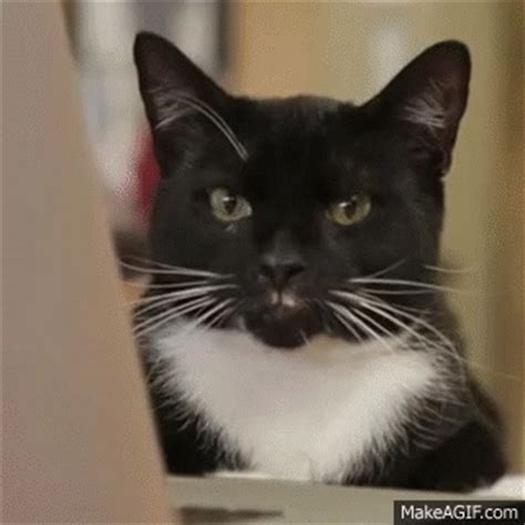 Heres a funny cat video. cat typing on Make a GIF
