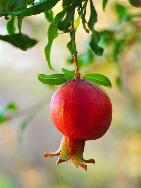 Pomegranate Trees Wonderful Plant Me Green Pomegranate Tree