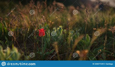 The Beautiful Wildflowers In The Sunset Rays Stock Image Image Of