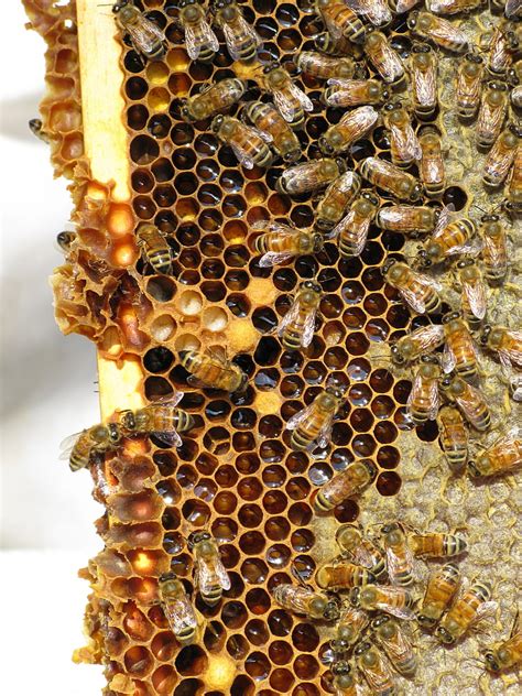 Free Photo Honey Bees Insect Social Insect Hive Bees Beehive Hippopx