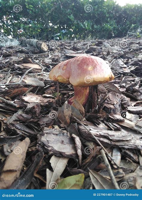 Big Brown Bolete Mushroom in Mulch Stock Image - Image of florida