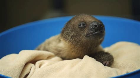 Get Slothed Baby Sloth Debuts At The San Diego Zoo Youtube