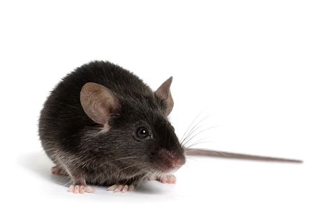 ¿como Cuidar A Un Ratón Todos Los Cuidados Del Ratón