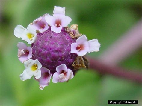 Journey To Natural Frog Fruit Phyla Nodiflora