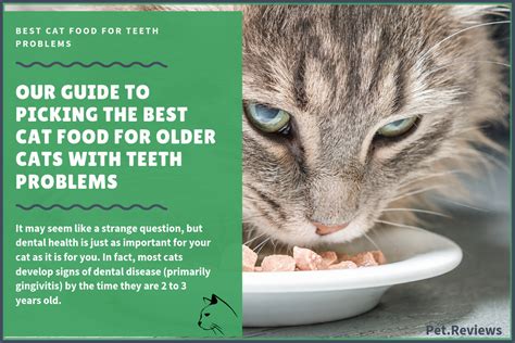 Our top pick for the best cat food: Best Cat Food: Our 2019 Top Rated Healthiest Cat Food Picks