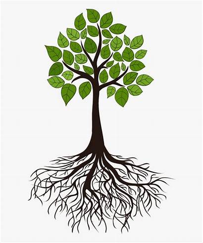 Roots Tree Root Clip Branch Cartoon Transparent