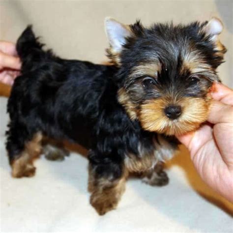 Teacup yorkshire terriers usually weigh between 2 teacup yorkshire terriers are not a new or separate breed of dog. Precious Micro Teacup Yorkie Puppies For Adoption