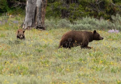 Mother And Cub Grizzly Bear In Field Stock Photo Image Of Mammal