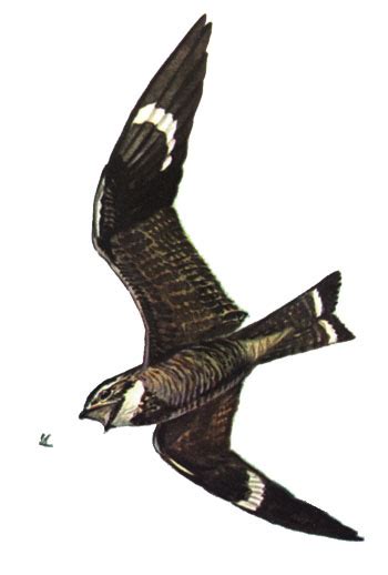 Nighthawk Wikipedia