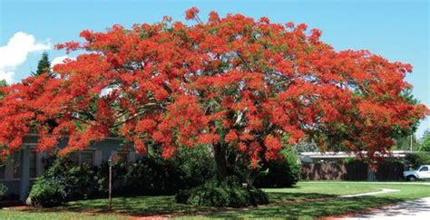 Maybe you would like to learn more about one of these? Poinciana florida flowering trees - Google Search | Garden ...