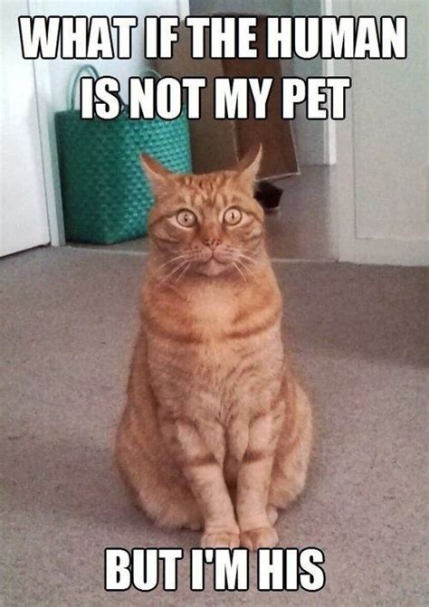 Maybe you would like to learn more about one of these? 30 Funny Animal Memes 9 #Animals #Funny animals ...