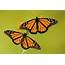 Gardeners Can Lend A Hand To Monarch Butterflies  Home & Garden