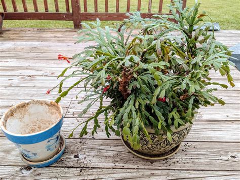 Transplanting christmas cactus: repotting when they get too big