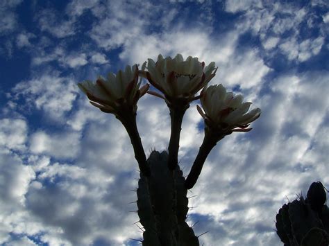 Photos Of Cactus In Apache Junction Az Mesa Flagstaff