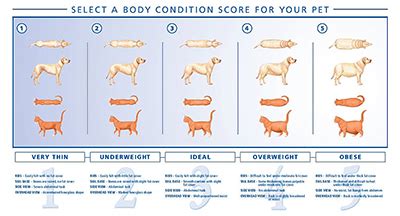 Use of body condition scores in clinical assessment of the provision of optimal nutrition. Dog, Cat Nutritional counseling - East Bay Animal Hospital ...