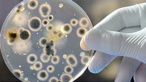 Bacteria Talk To Each Other To Thrive Suggests Edinburgh Study Bbc News