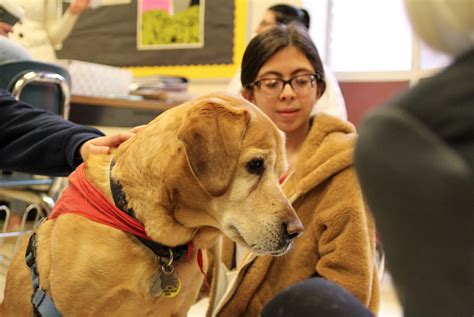 Therapy Dogs At Ghs Help Students De Stress During Exam Week