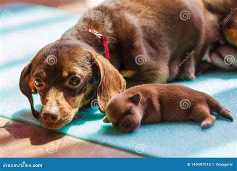 Little Dachshund Dogs Puppies Newborns Stock Photo Image Of Puppy