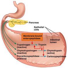 Anatomy And Physiology on Pinterest | Circulatory System, Endocrine