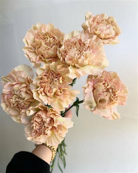 Lege Marrone Carnations In Carnation Wedding Flowers Organic
