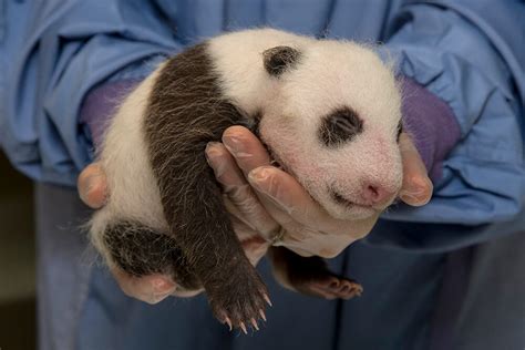 Giant Panda San Diego Zoo Animals And Plants