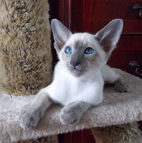 Beautiful Blue Point Pedigree Siamese Kitten