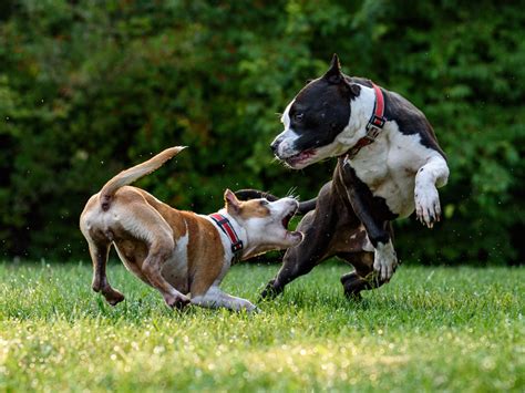 Dogfight How To Break It Up Safely In Seconds Uk Pets