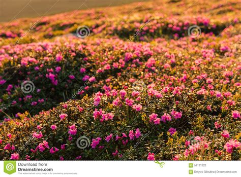 Blooming Carpet Of Pink Rhododendron Flowers In The Mountains Stock