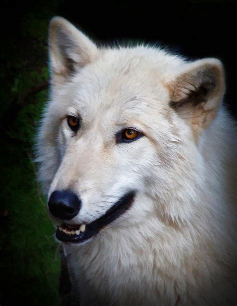 Portrait Of A White Wolf Photograph By Athena Mckinzie