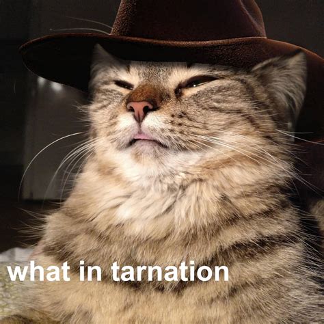 18 Of The Best What In Tarnation Memes
