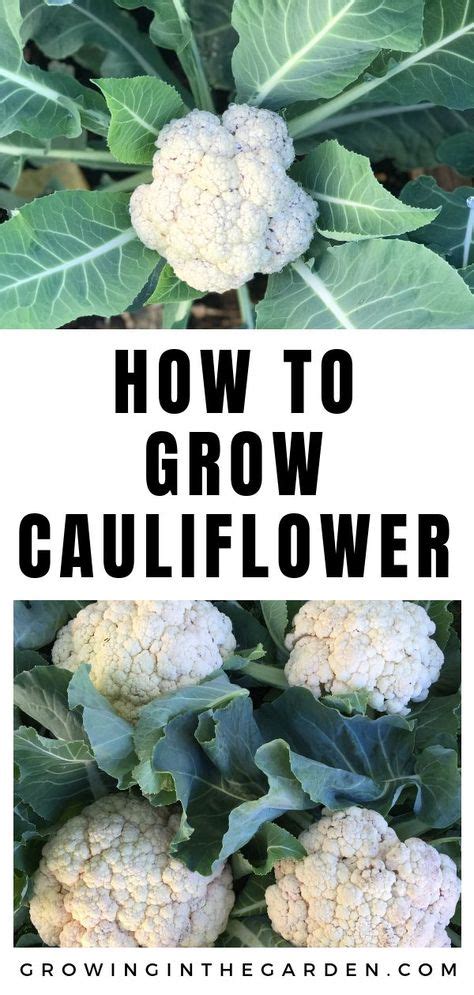 How To Successfully Grow Cauliflower Container Gardening Vegetables