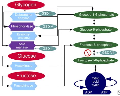 Maltase's purpose is to break down disaccharide maltose into monosaccharides (malt sugars). glycogen storage disease type 5 - Humpath.com - Human ...