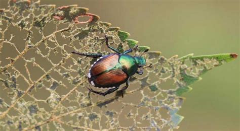 What Are These Shiny Beetles In My Yard And Why Are They Eating Everything