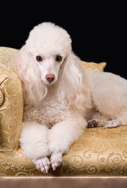 Best Long Hair Poodle Stock Photos Pictures And Royalty Free Images Istock