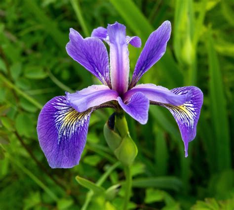 Iris Blue Flag Iris Versicolor Leaves For Wildlife