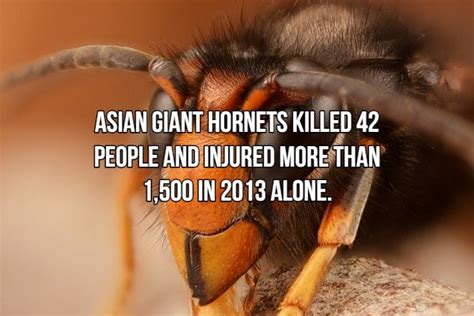 Interesting Facts About Most Dangerous Animals In The World 18 Pics