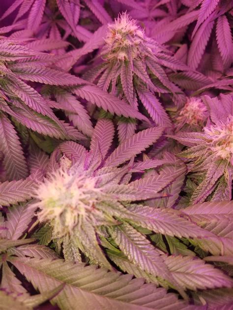 Purple tips and leaf edges. | Grasscity Forums - The #1 Marijuana ...