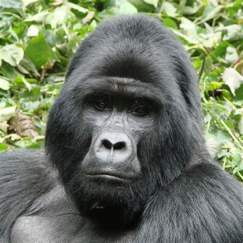 Amazing Facts About Gorillas In Africa Uganda Safaris Gorilla