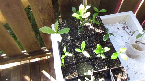 Southern Live Oak Seedlings Youtube