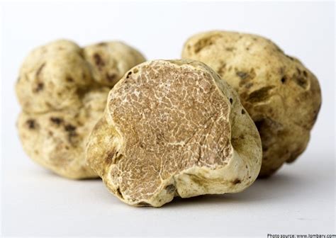 Interesting Facts About Truffles Just Fun Facts