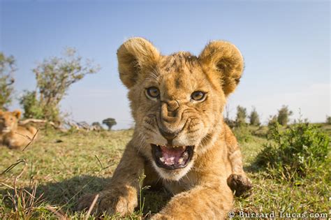 Lion Cub Snarl Burrard Lucas Photography