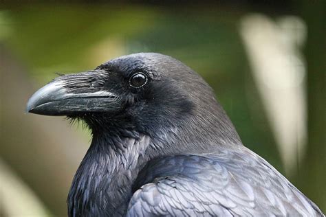 Raven Adoption Wildwood Group